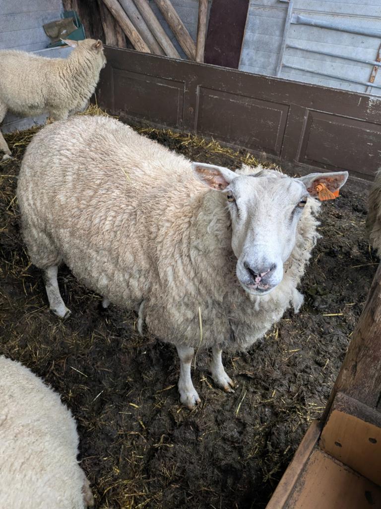 3 cages Swiffer, Femelle, Mouton, 6 ans ou plus