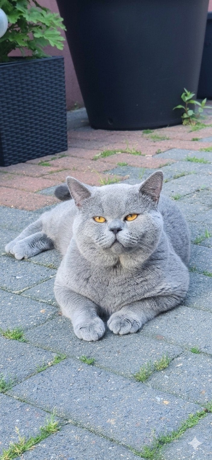 Britsekorthaar, Dieren en Toebehoren