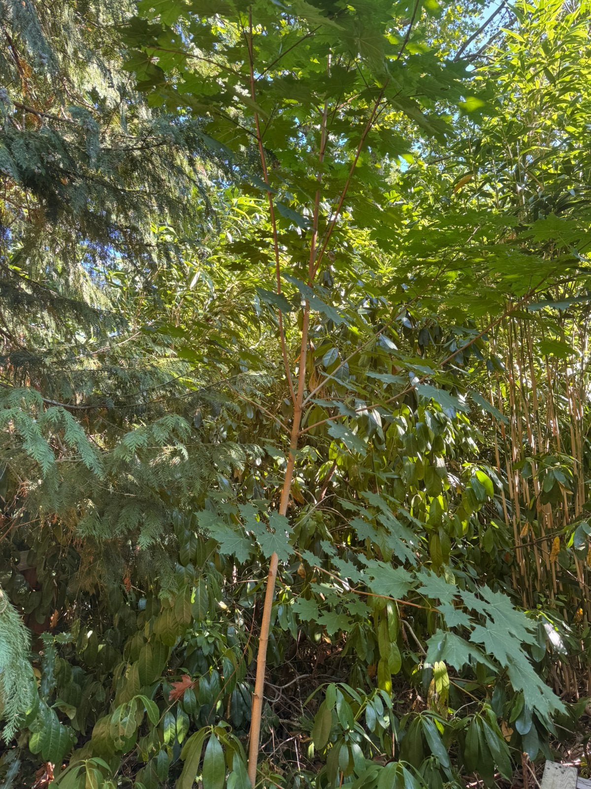 Jonge bomen te koop, Enlèvement