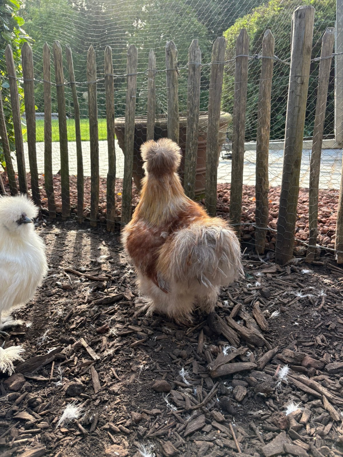 Heel leuke USA zijdehoen haantje, Dieren en Toebehoren