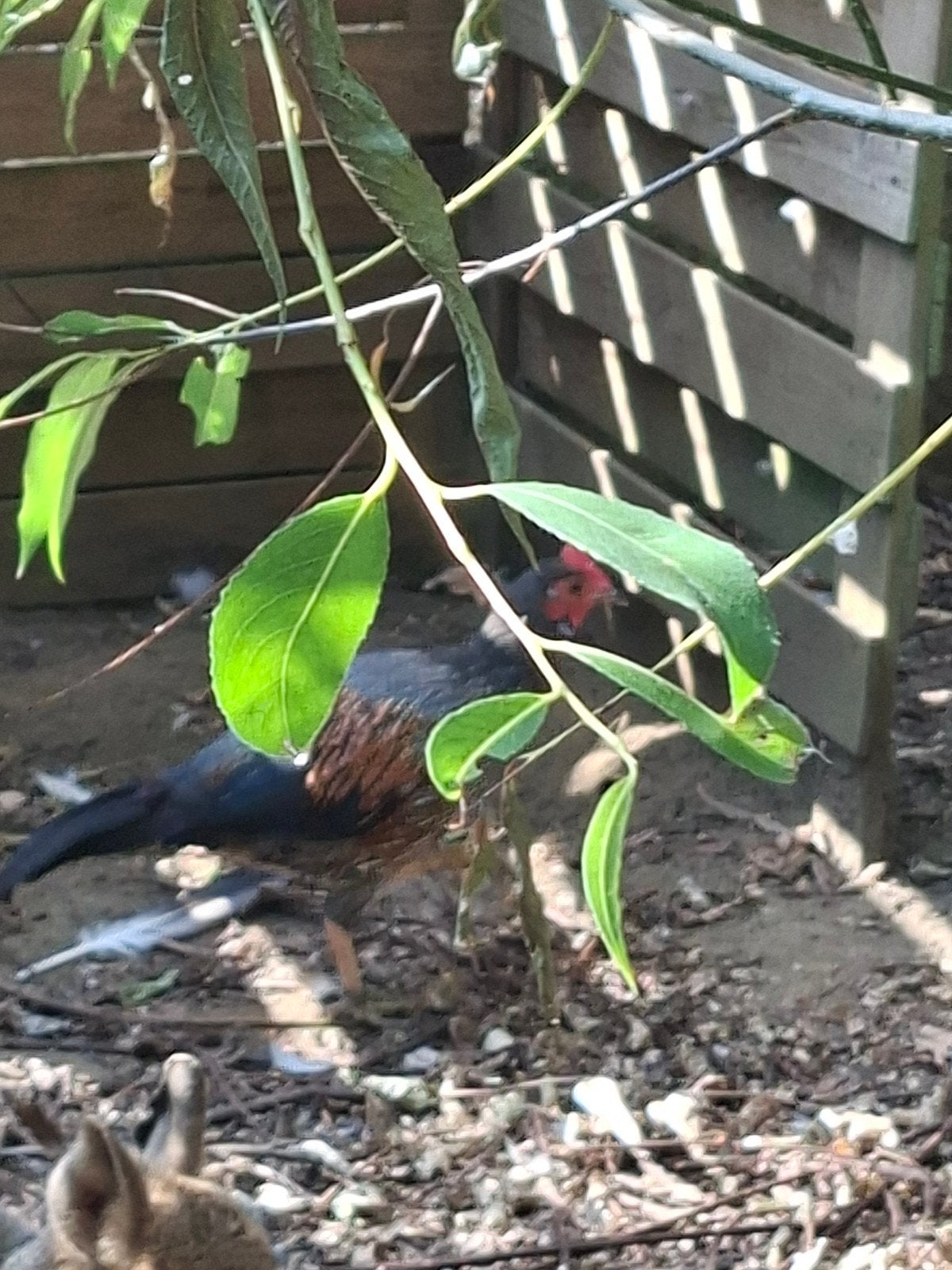 Koppel sonnerat, Dieren en Toebehoren, Vogels | Overige Vogels, Geringd