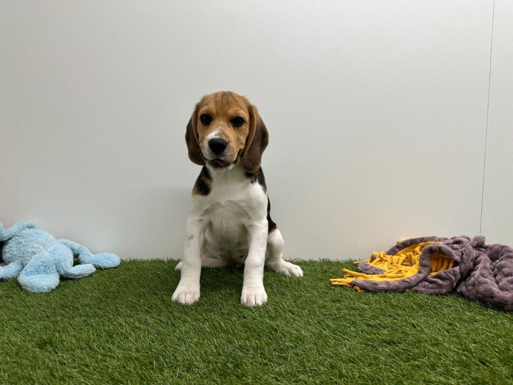 Beagle pups, België, Beagle, 8 tot 15 weken, Parvo