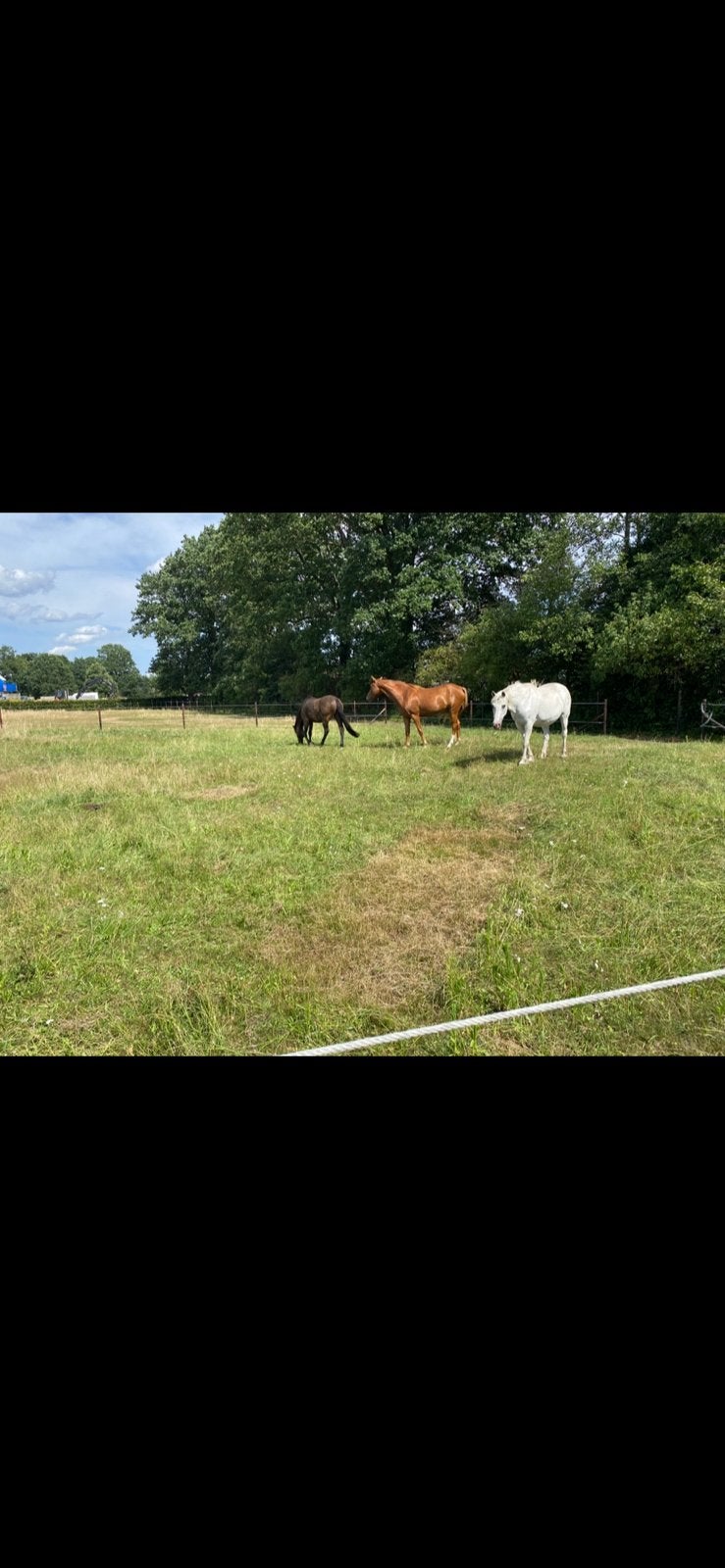 Weidegang met inloopstal, Weidegang