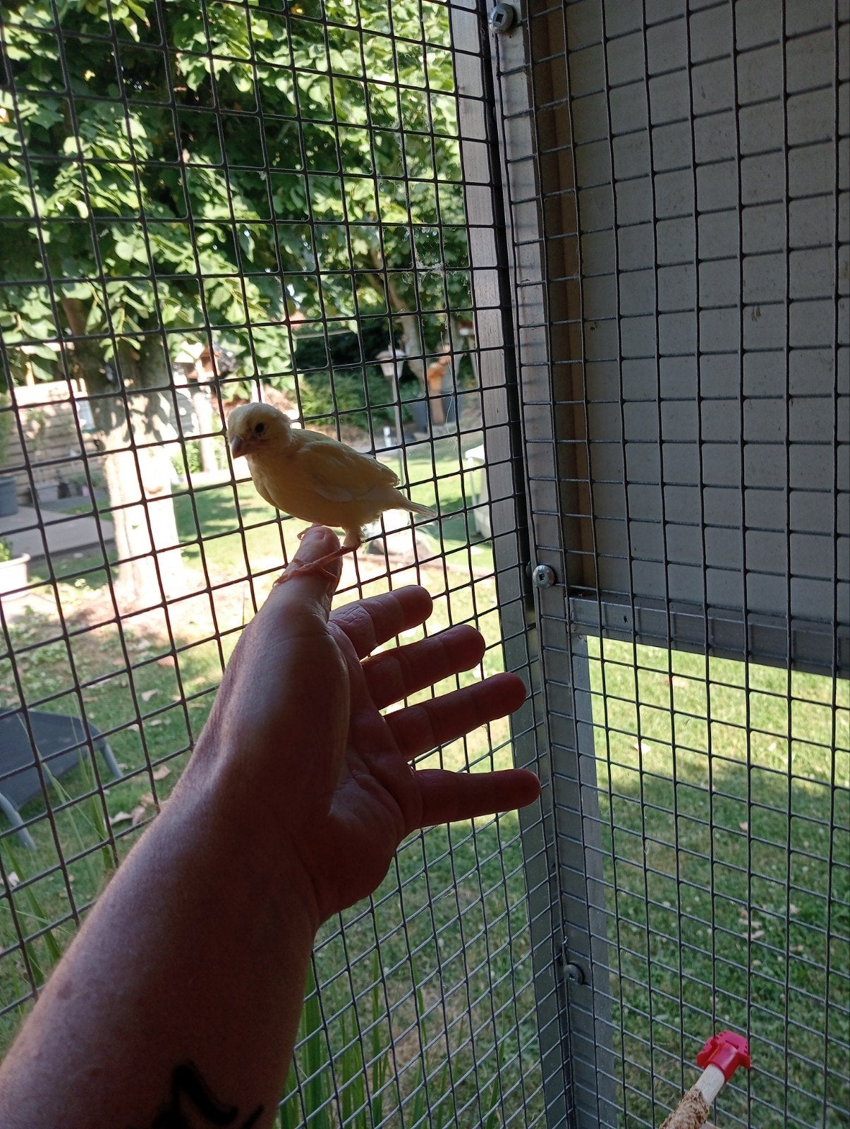 kanaries, Dieren en Toebehoren, Vogels | Kanaries