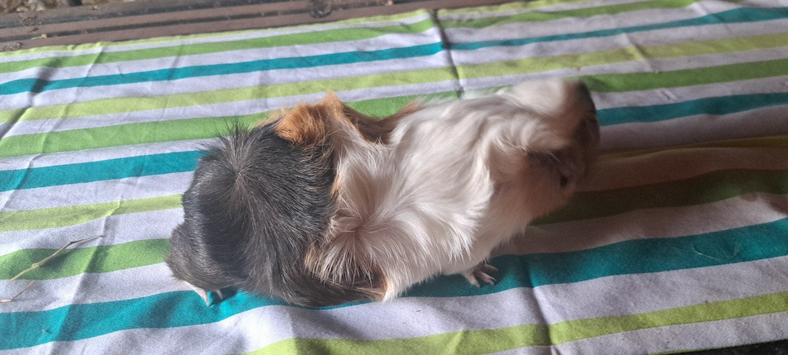 cavia zeugje, Dieren en Toebehoren, Mei, Vrouwelijk, Cavia