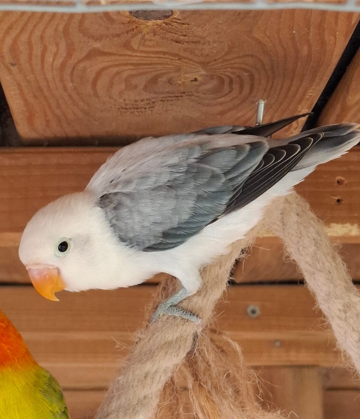 Jonge dwergpapegaai, Mâle, Perroquet nain ou Inséparable, Bagué