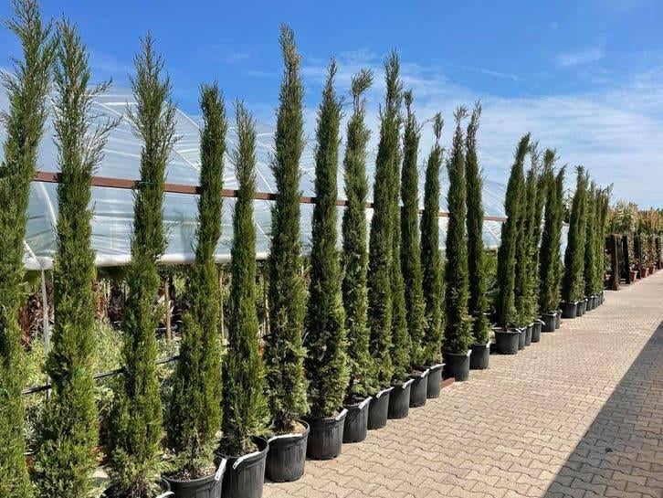 Italiaanse Cipres te Koop – Cupressus Sempervirens, Tuin en Terras, Ophalen of Verzenden, In pot
