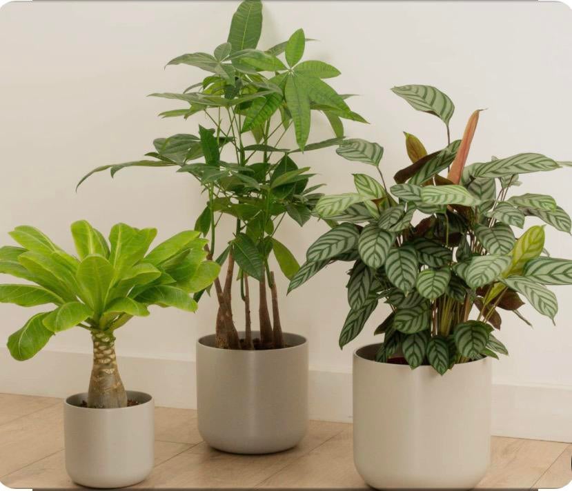 Geef je kamerplant een tweede kans!, Tuin en Terras, Planten | Tuinplanten, Ophalen