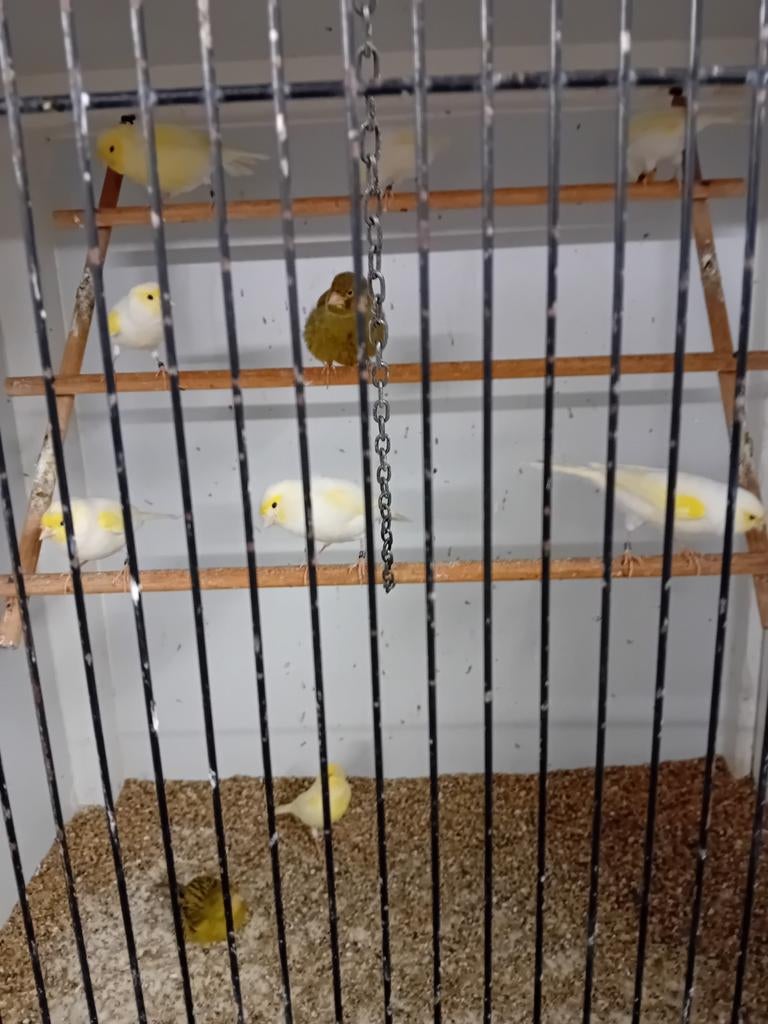 Mooien groote gezonde vogels kanaries, Dieren en Toebehoren