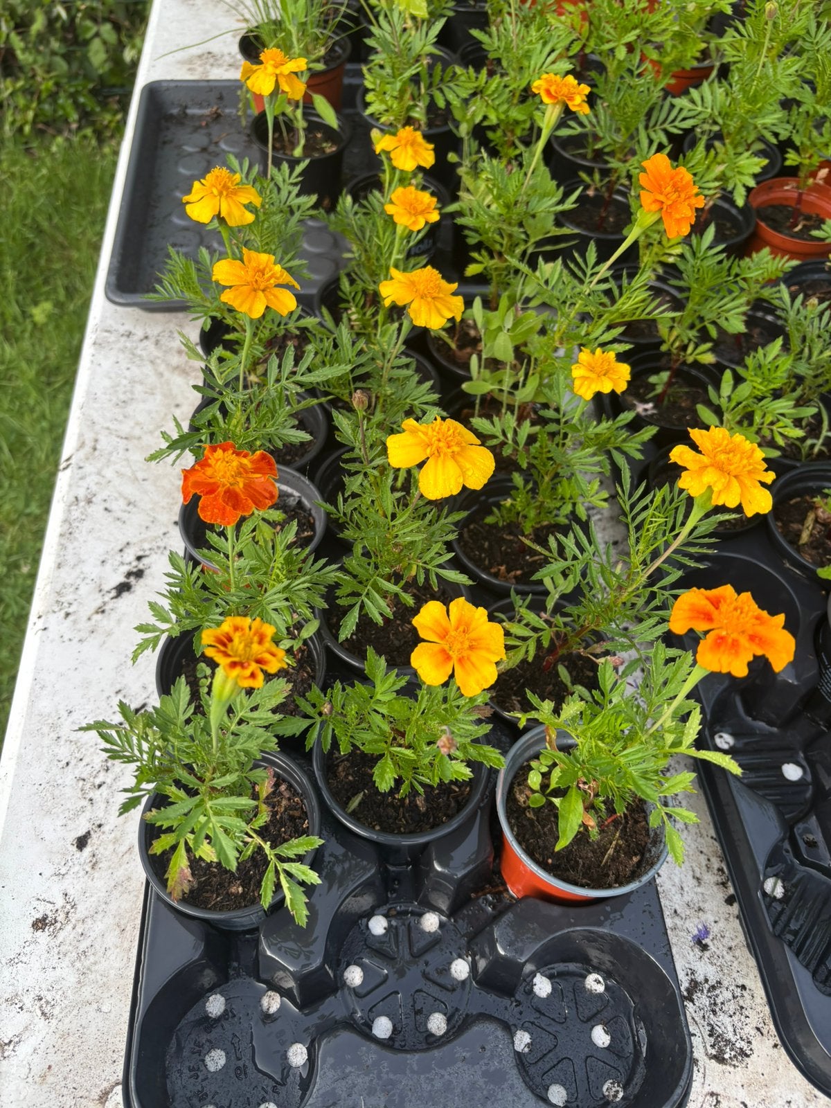 Tagetes oeillets d’inde, Ophalen of Verzenden