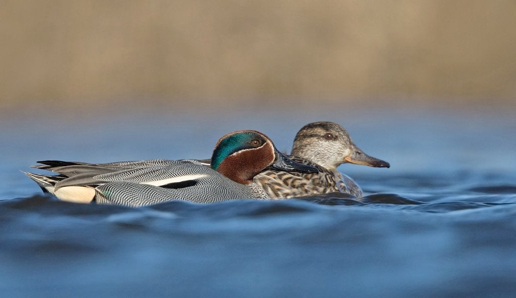 Europese wintertaling en krooneend, Animaux & Accessoires, Volatiles, Plusieurs animaux, Canard