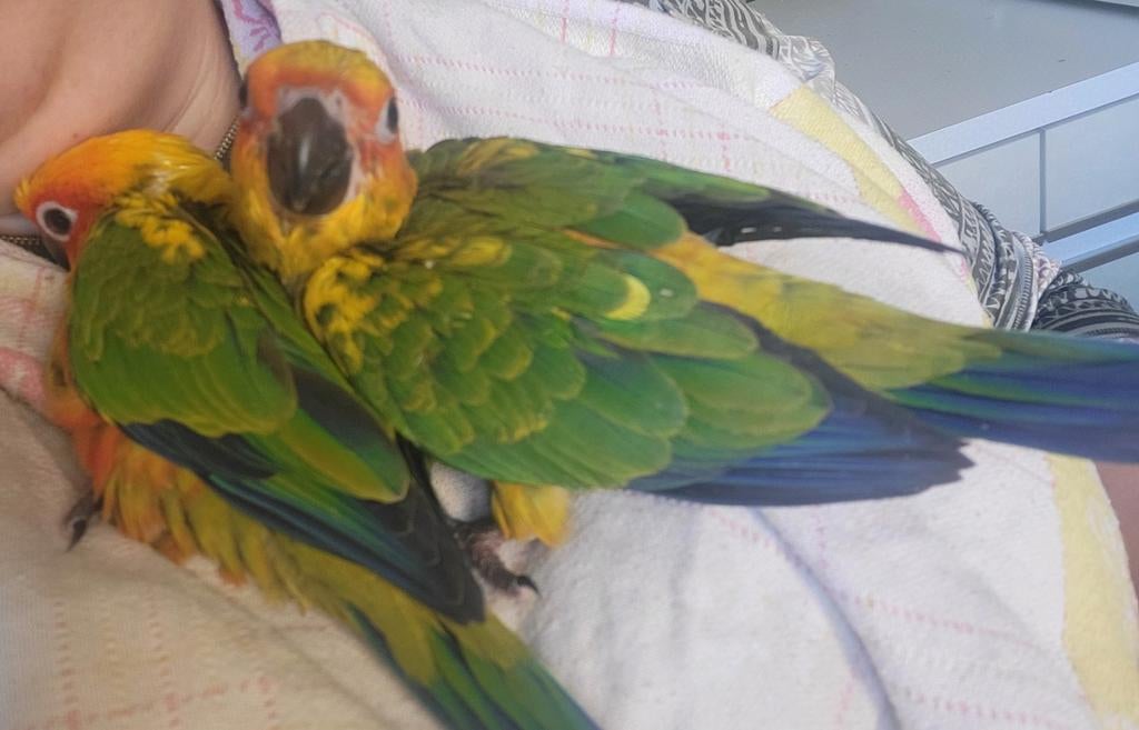 Conure soleil, Dieren en Toebehoren, Vogels | Parkieten en Papegaaien