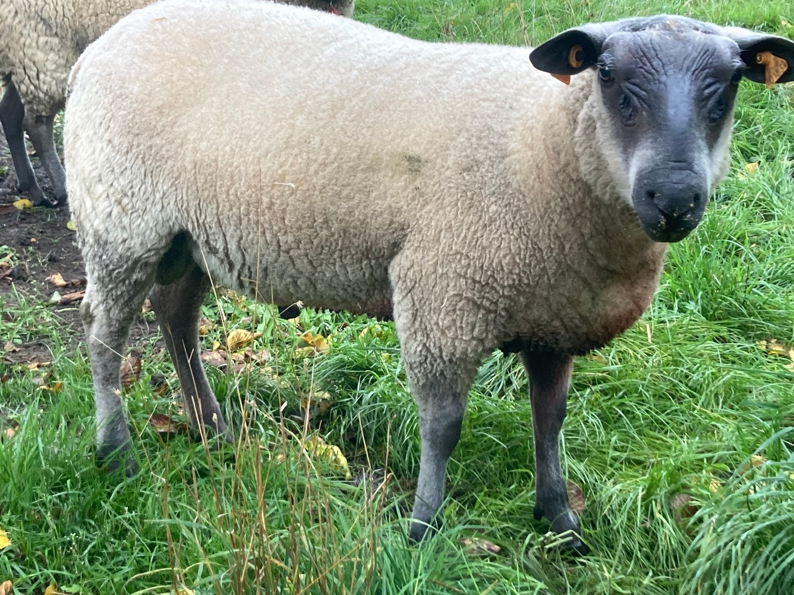 Bleu du Maine ram 7 maanden stamboek