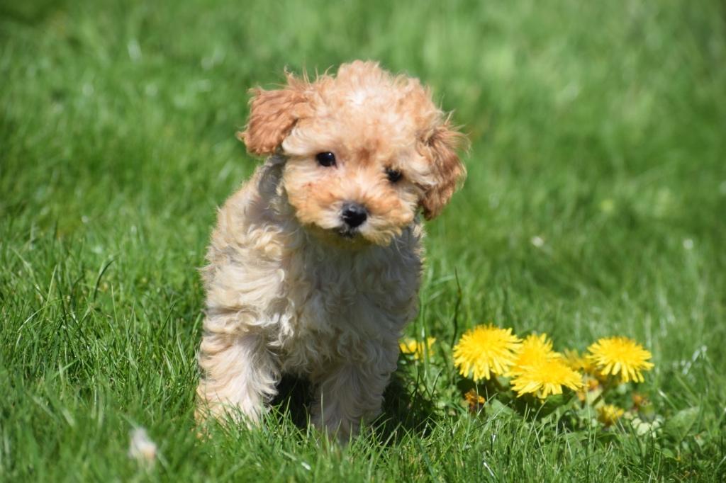 Poedel pups mooi klein blijvend, Dieren en Toebehoren, Poedel, België, 8 tot 15 weken, Meerdere