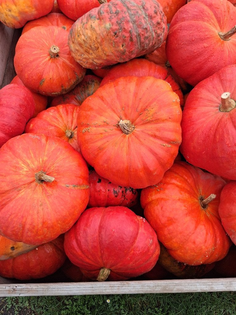 Pompoenen Rode van Etampes, Ophalen