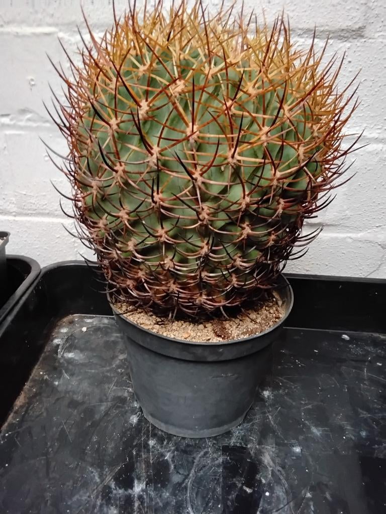 Cactus eriosyce, Enlèvement ou Envoi