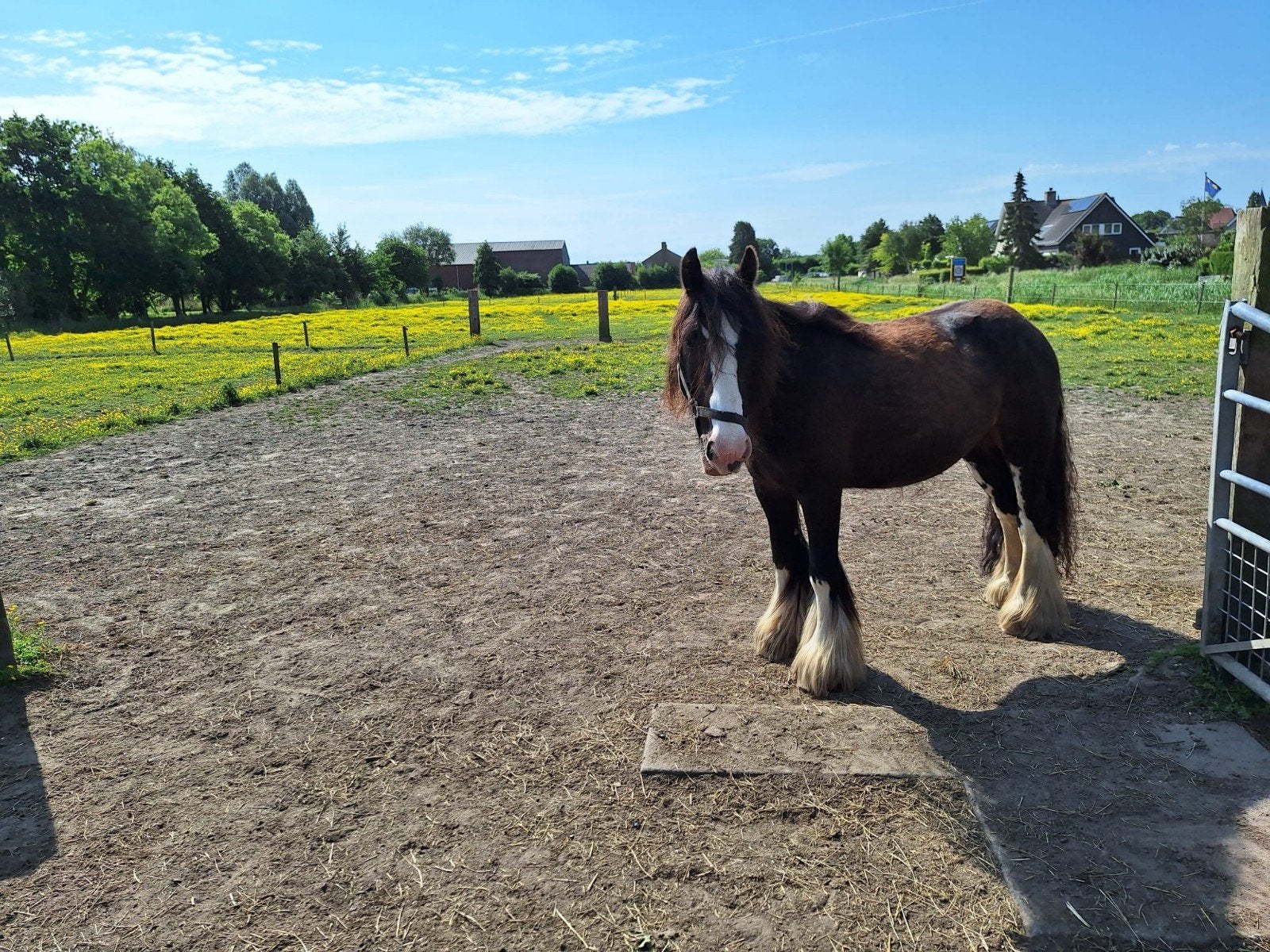 Knappe brave bomproef tinker merrie, Dieren en Toebehoren, Pony's, Merrie, M
