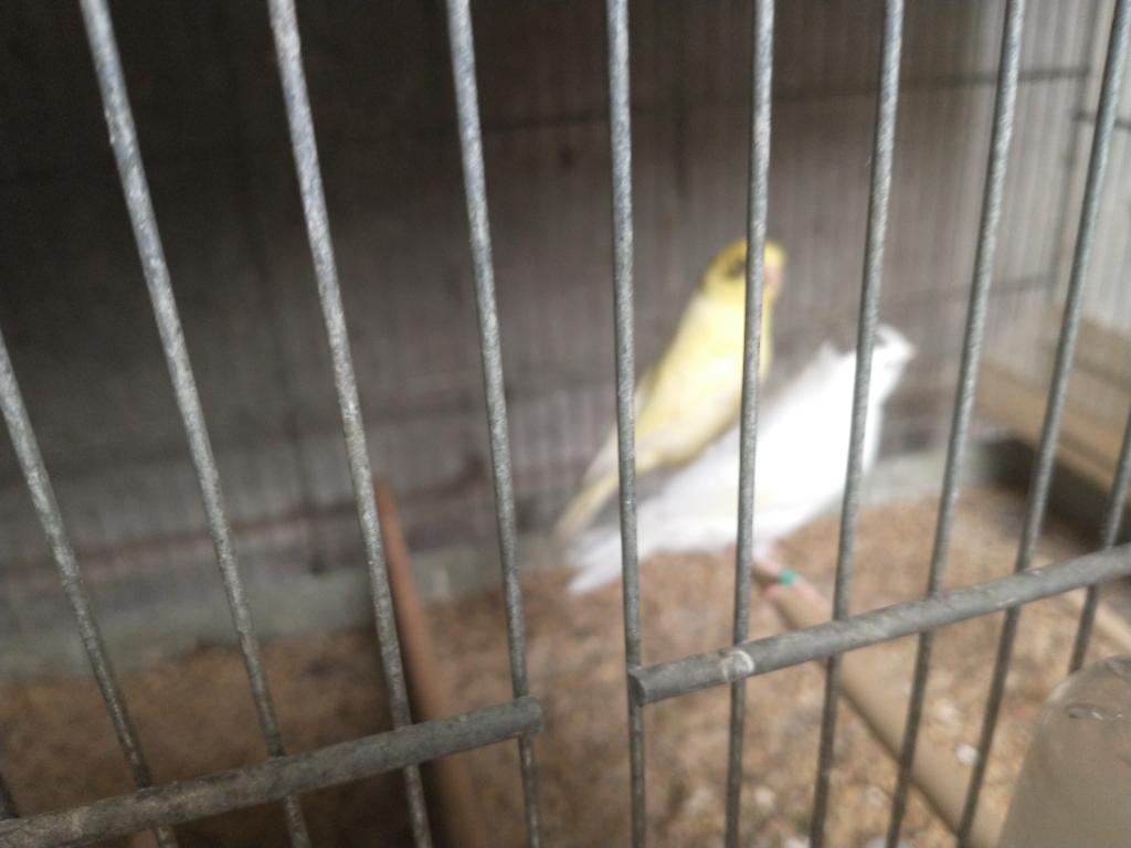 Jonge kanaries 2026, Animaux & Accessoires, Oiseaux | Canaris, Sexe inconnu, Canari de couleur