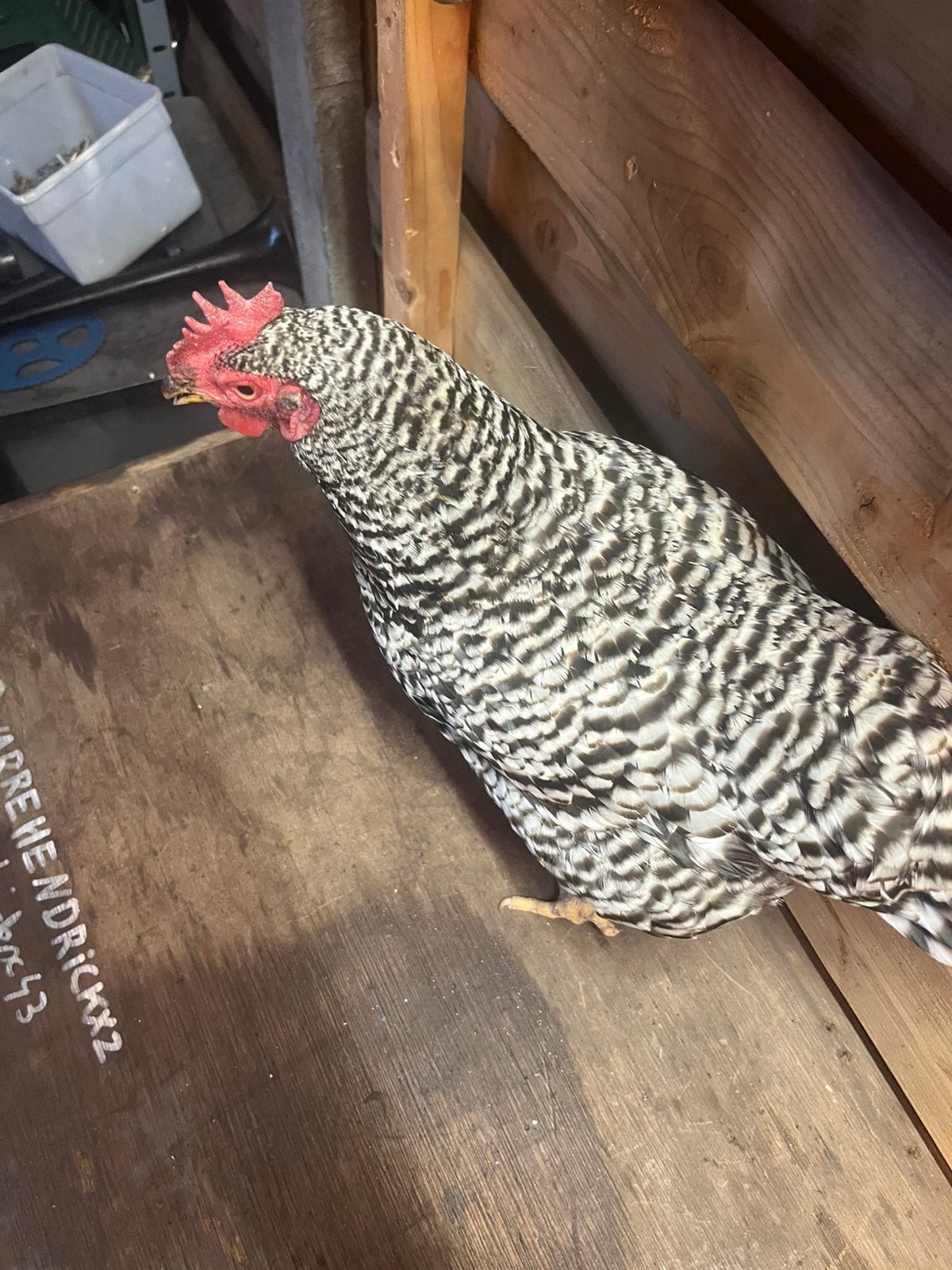 Mooi marokske te koop, Femelle, Poule ou poulet