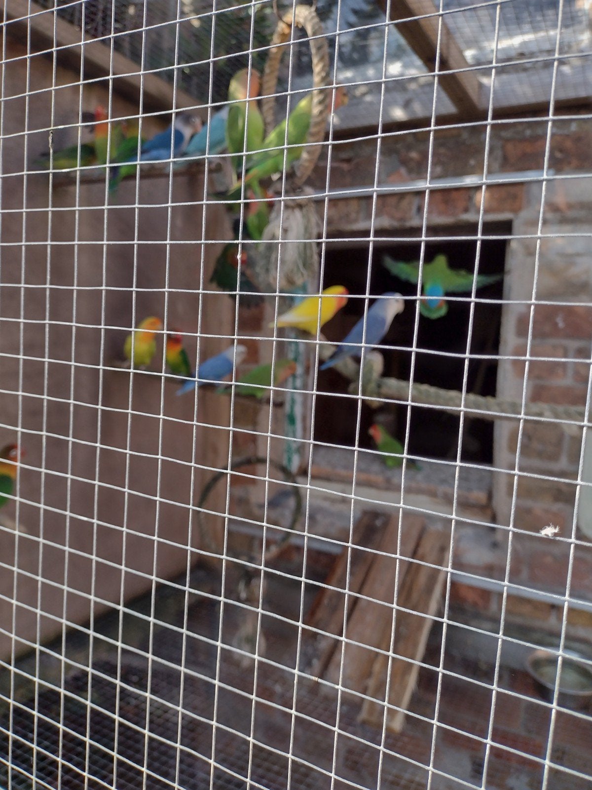 dwerg papegaaien te koop, Plusieurs animaux, Perroquet nain ou Inséparable, Domestique