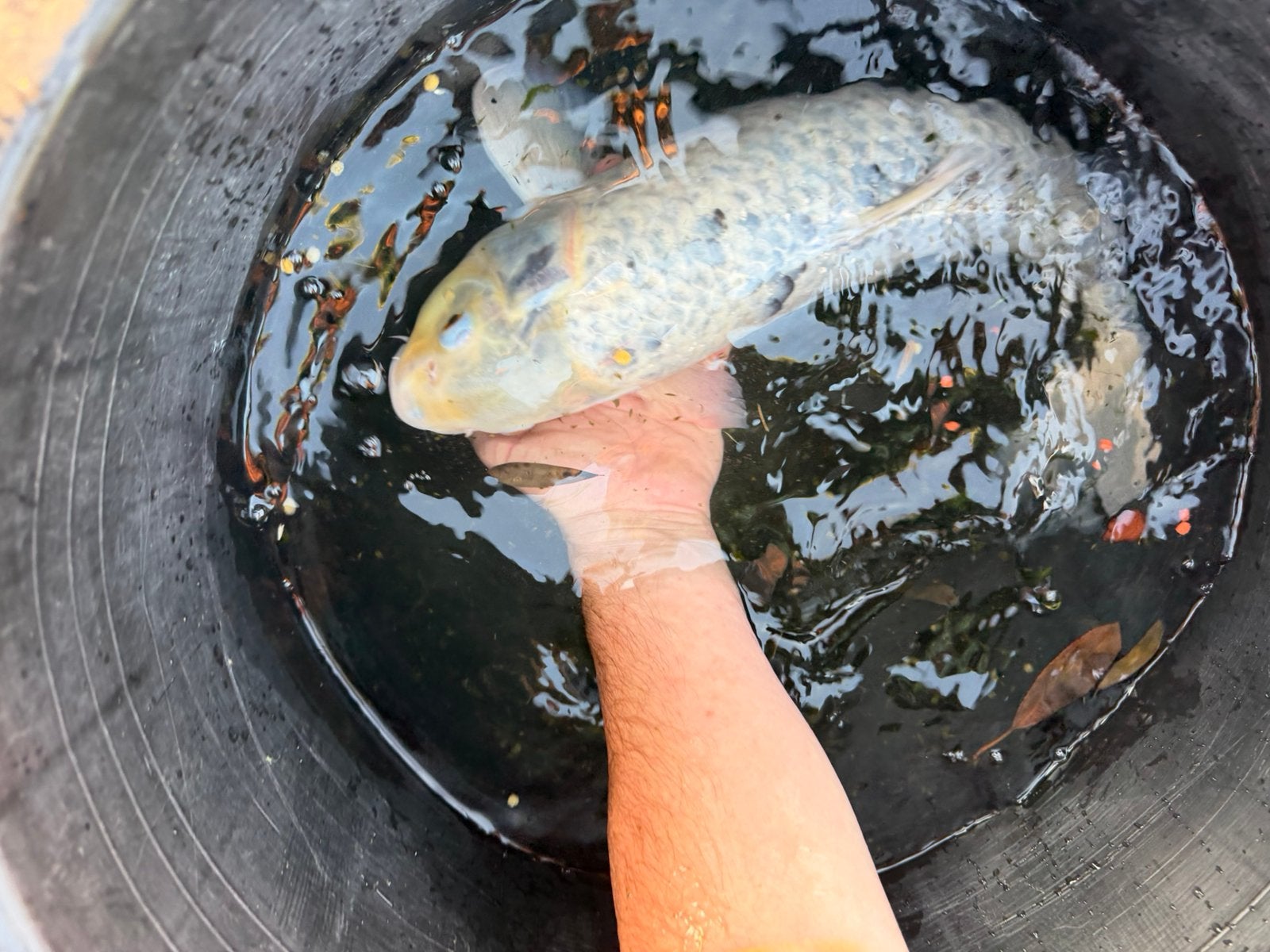 2 koi, carpe et poisson rouge, Ophalen, Zo goed als nieuw