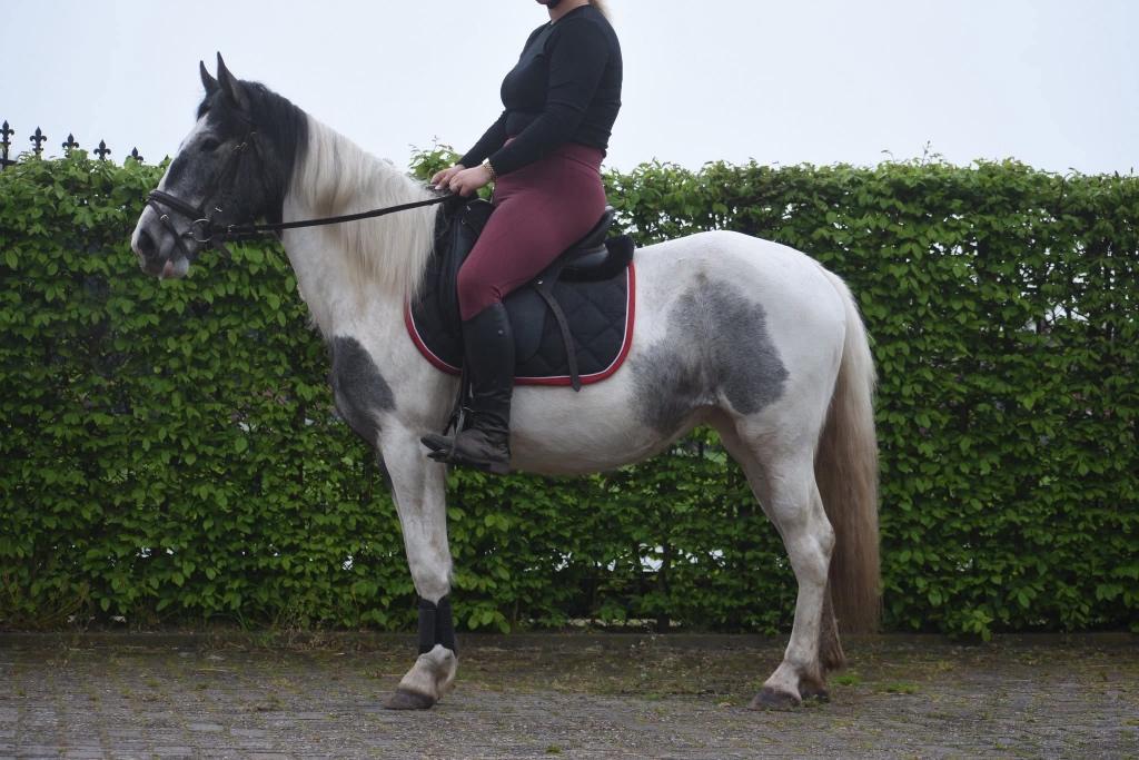 Verkeersmakke , sobere Tinker Pintodame, Dieren en Toebehoren, Merrie, 3 tot 6 jaar, Recreatiepony, D pony (1.37m tot 1.48m)