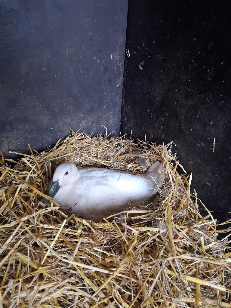 Broedeieren loopeenden, Dieren en Toebehoren, Pluimvee