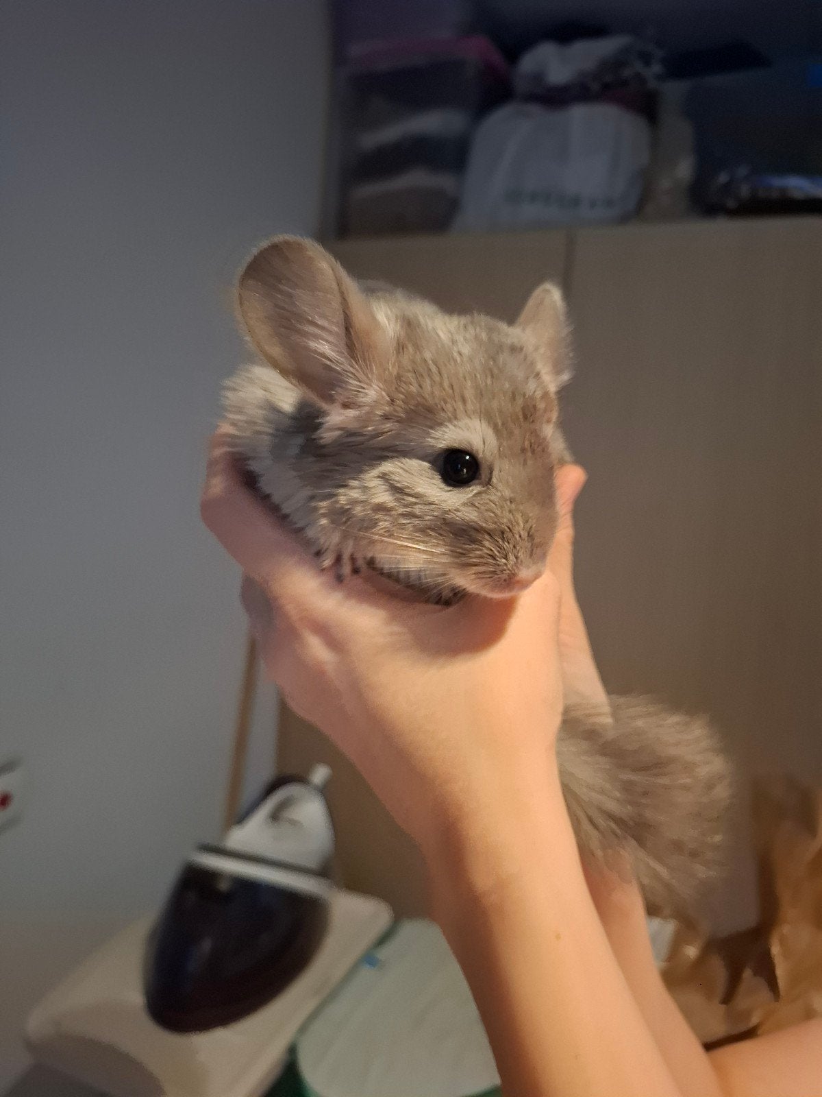 Chinchilla's, Dieren en Toebehoren, Knaagdieren, Januari, Vrouwelijk, Chinchilla