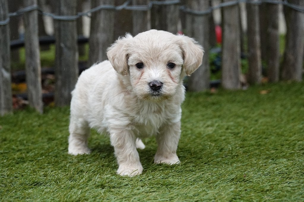 Prachtige Maltipoo pups (Crème), Dieren en Toebehoren, België, Overige rassen, CDV (hondenziekte), 8 tot 15 weken