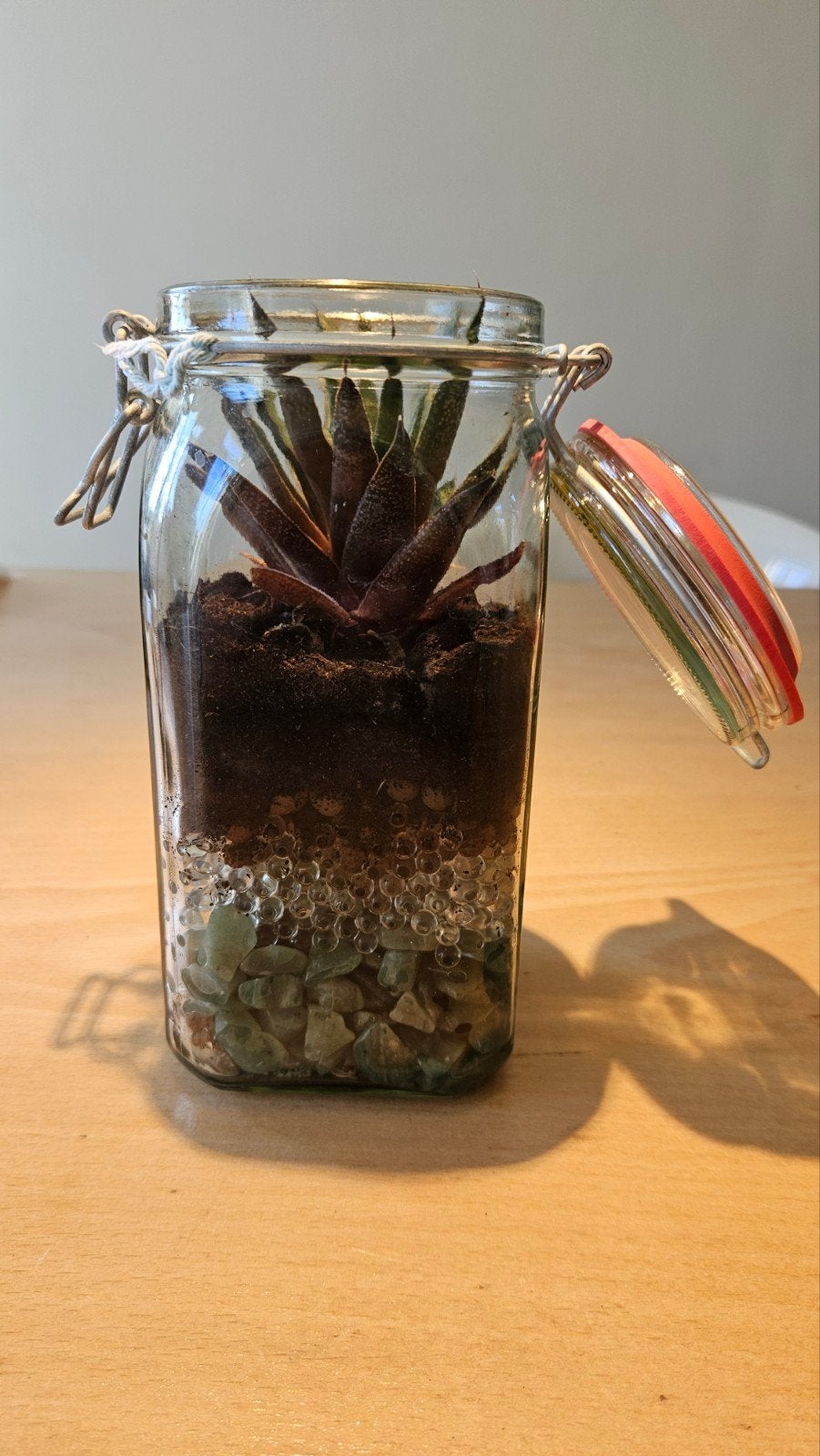 terrarium in groene tinten, Maison & Meubles, En pot, Moins de 100 cm, Enlèvement, Plante verte