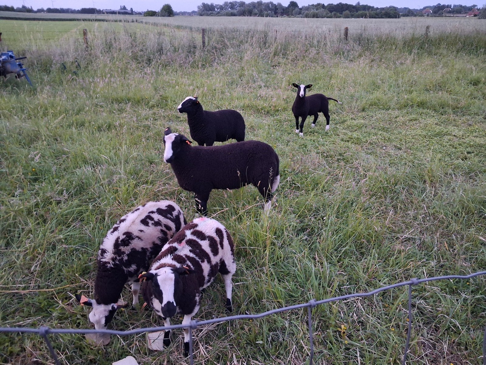 Rammen zwartblessen en baggerbonte. Prijzen overeen te komen, Dieren en Toebehoren, Schapen, Geiten en Varkens, Mannelijk, Schaap