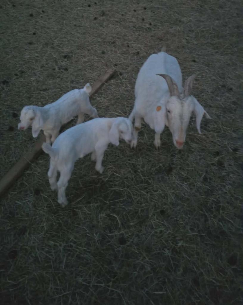 één jaar oude geit met 2 lammeren, Dieren en Toebehoren, December, Vrouwelijk