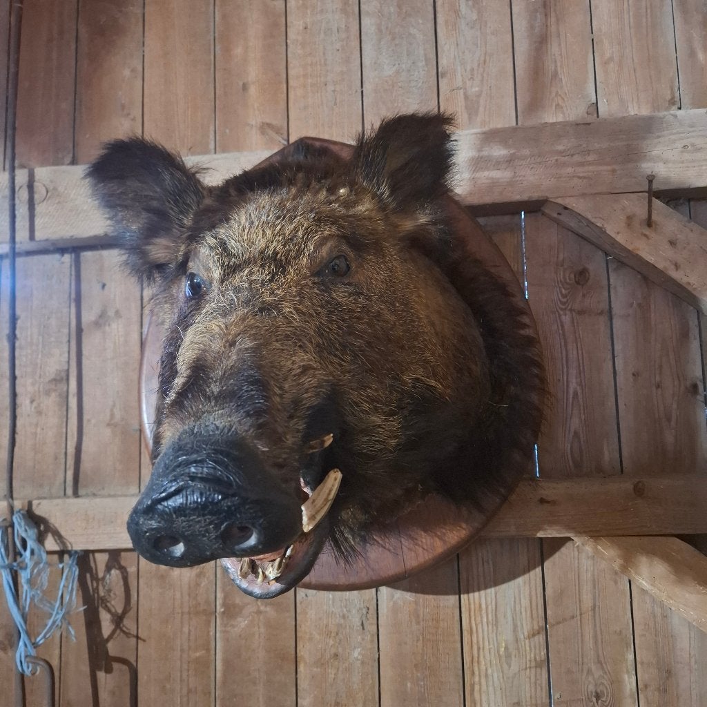 Hele grote prachtige everzwijnkop taxidermie, Verzamelen, Ophalen, Gebruikt, Wild dier, Opgezet dier