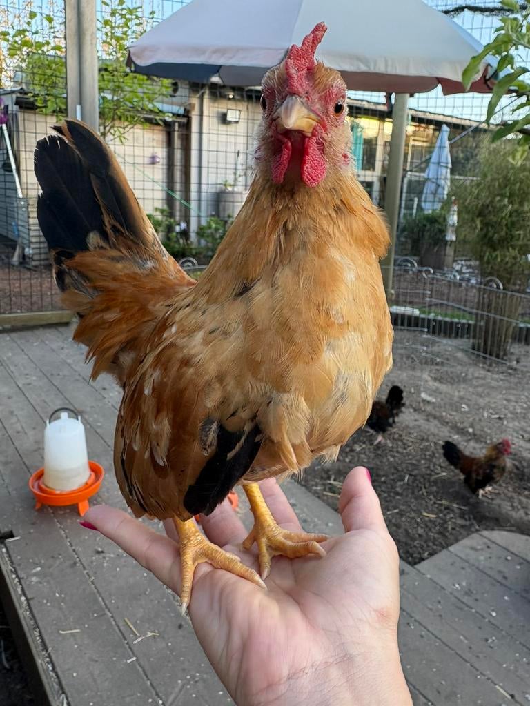 Serama haantjes, Dieren en Toebehoren