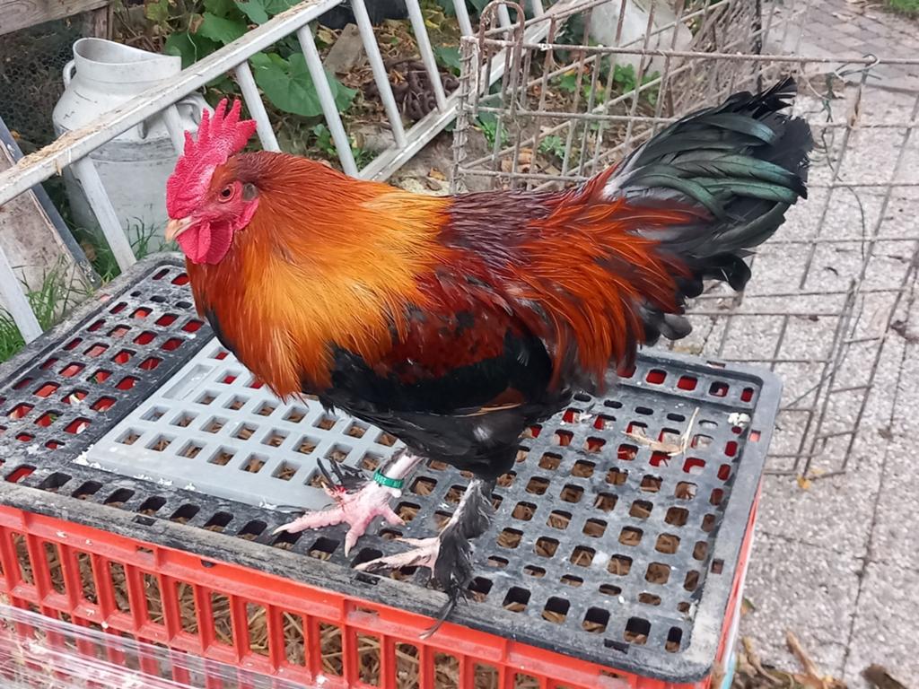 Trio marans tarwe kleur