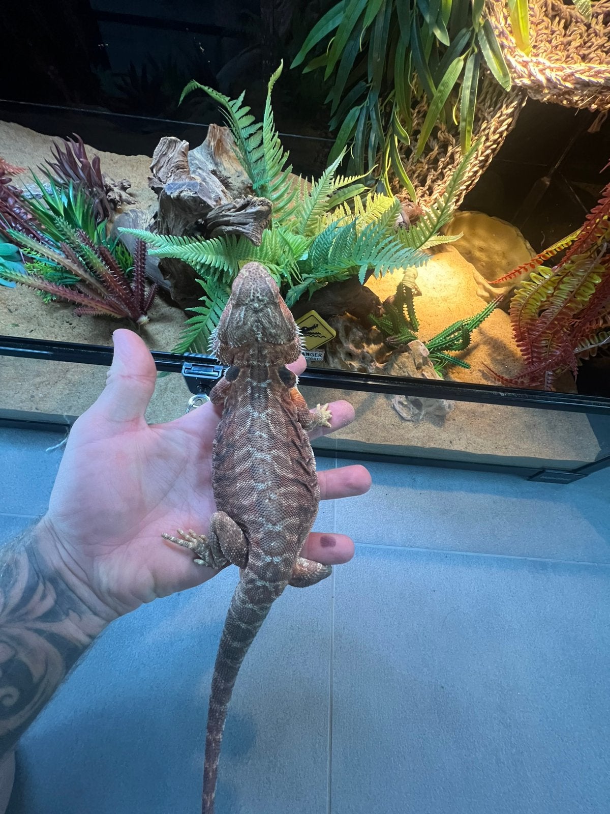 Baardagaam rex, Met terrarium, 0 tot 2 jaar