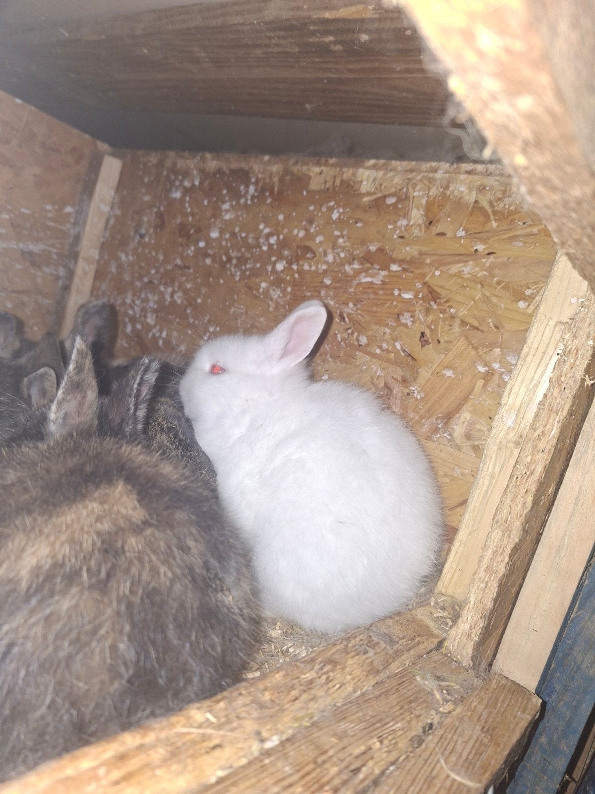 lapin nain blanc a vendre, Animaux & Accessoires, Lapins, Plusieurs animaux, Nain, 0 à 2 ans