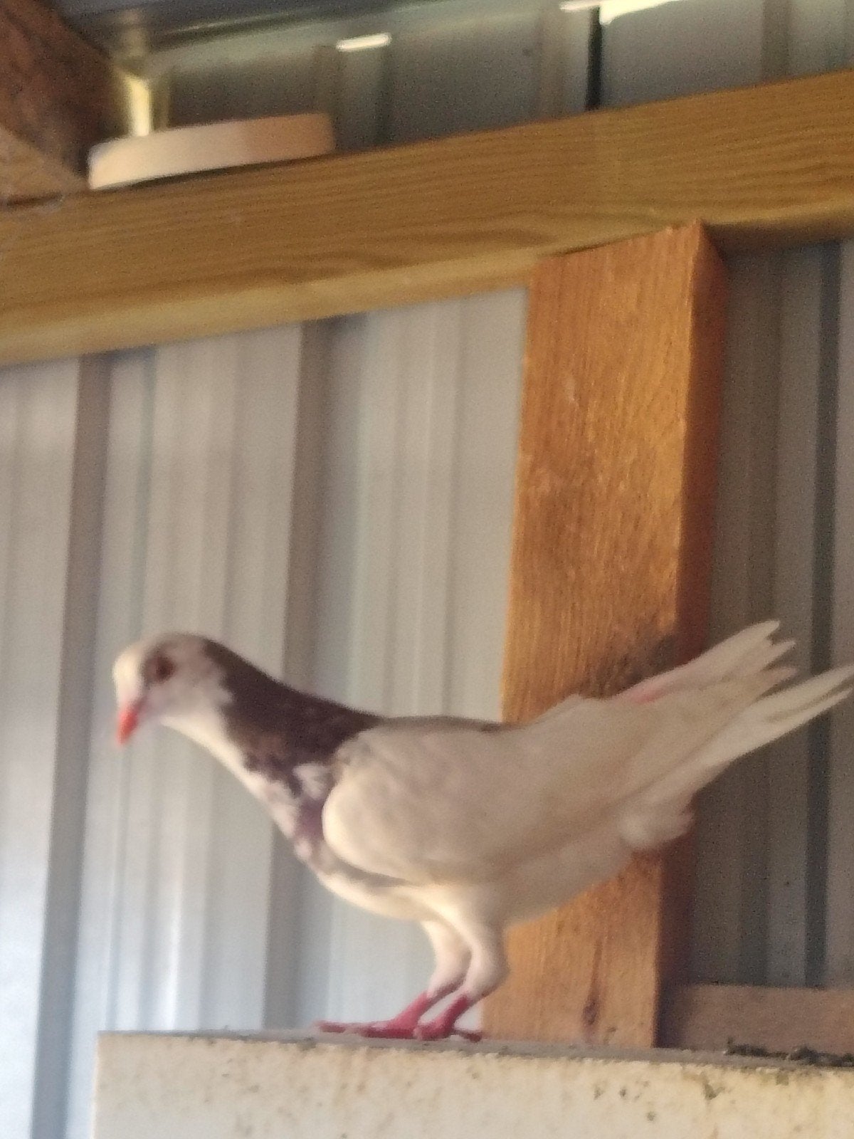 Pigeons à vendre ou à échanger