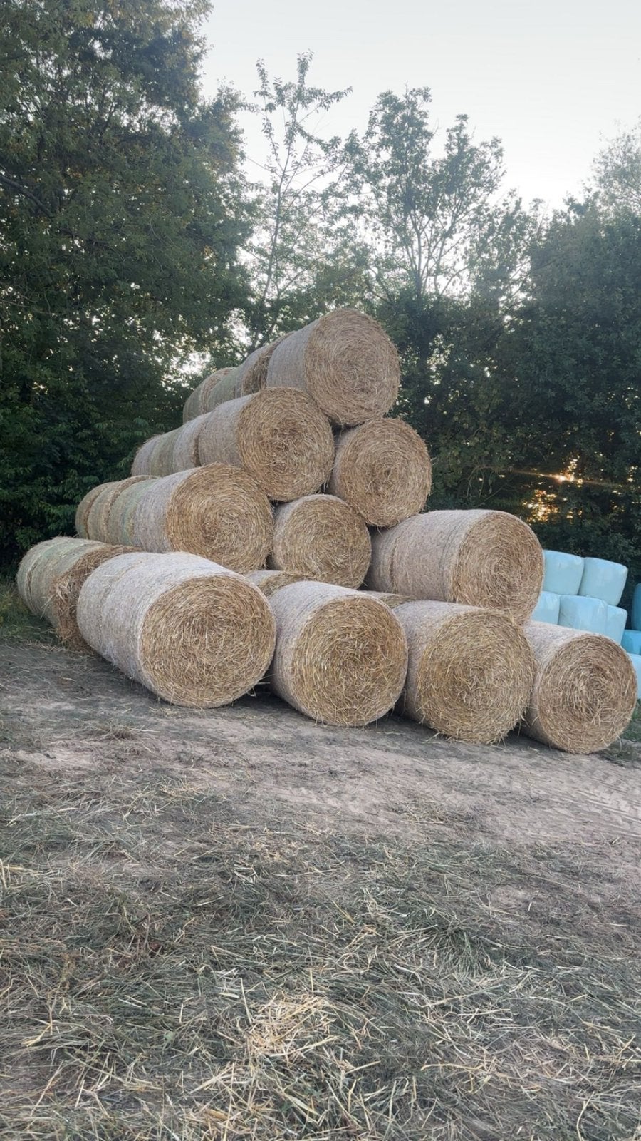 tarwe stro, Dieren en Toebehoren, Ophalen