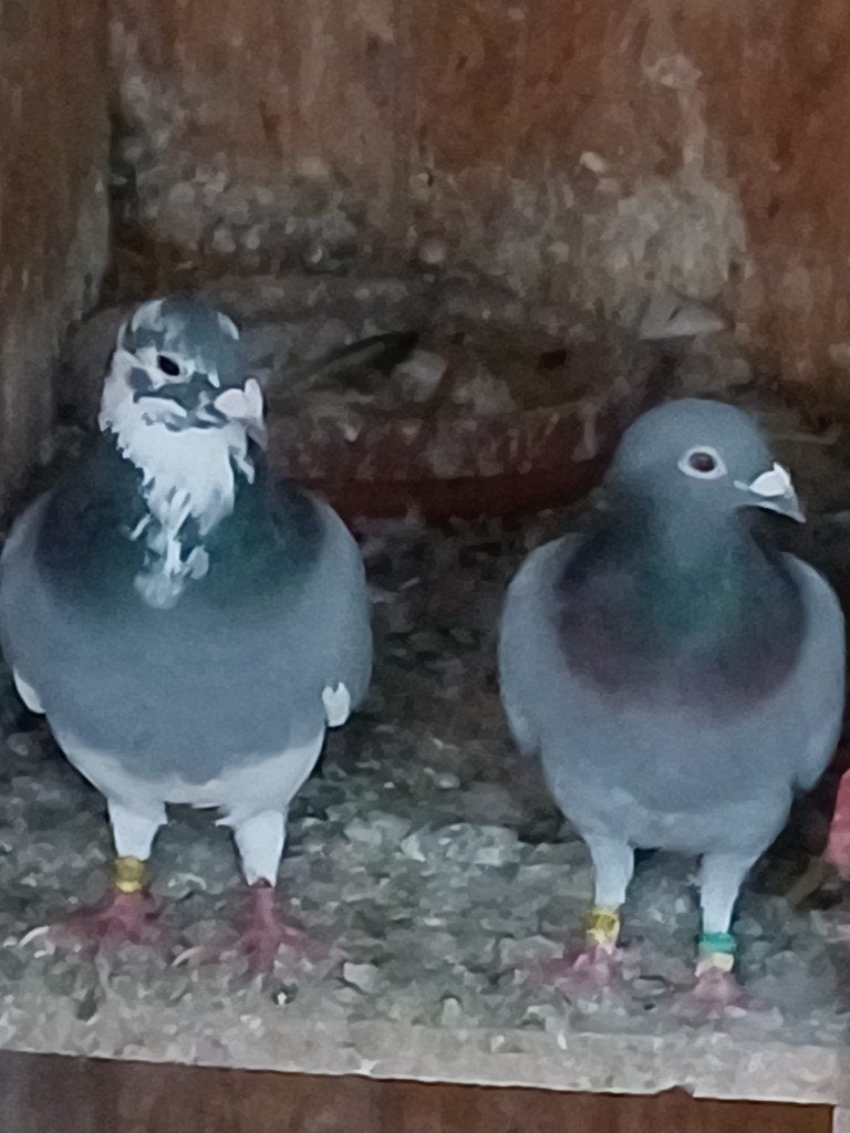 Pigeons voyageurs, Plusieurs animaux, Pigeon voyageur