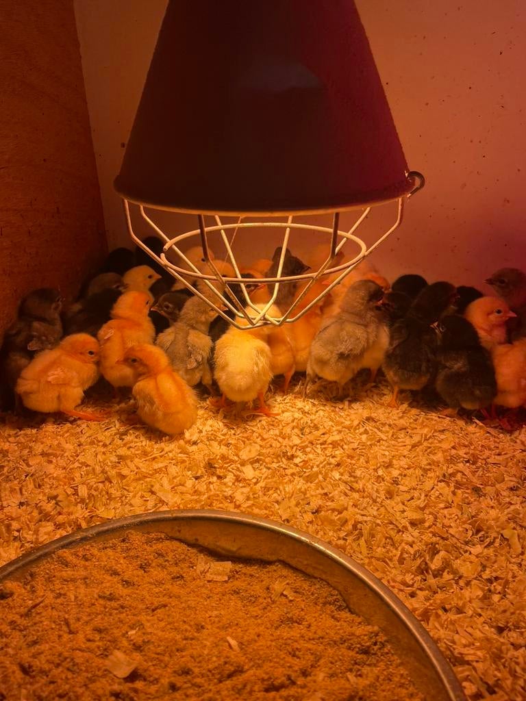Kuikens van legkippen, Femelle, Poule ou poulet