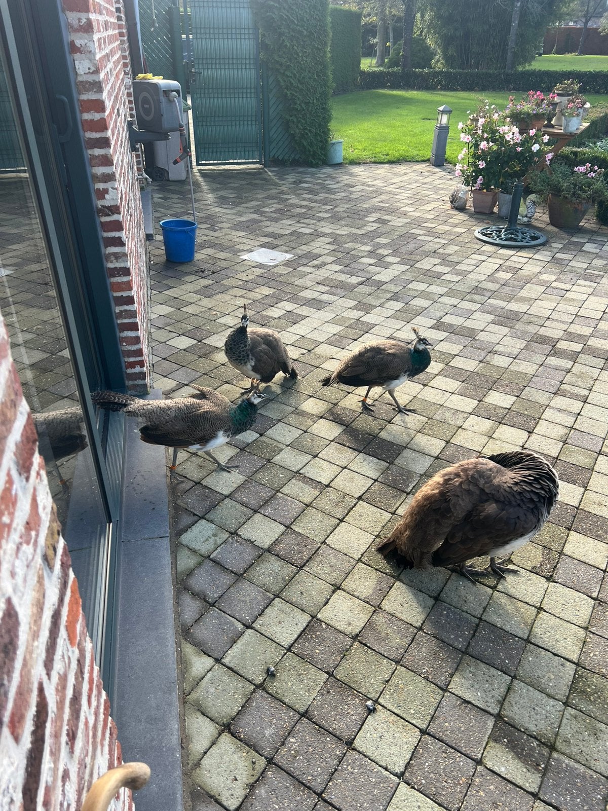 Pauwen van dit jaar