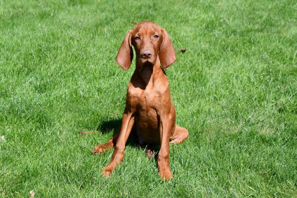 Vizsla pups te koop, Dieren en Toebehoren, 15 weken tot 1 jaar, Buitenland, CDV (hondenziekte), Meerdere
