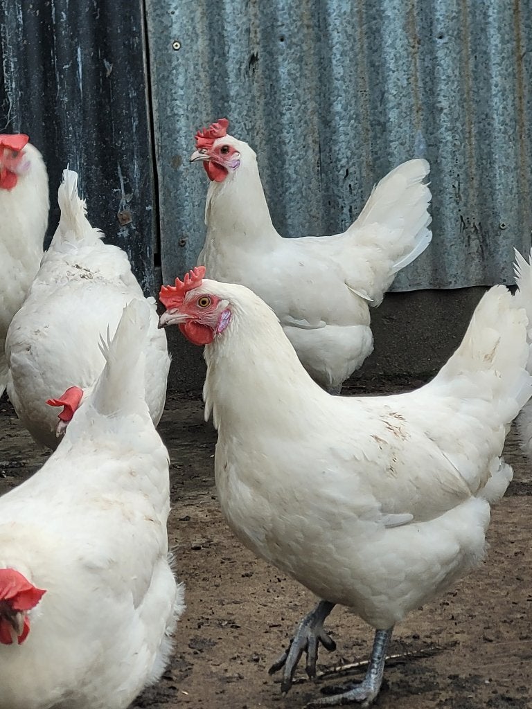 Broedeieren Poule de Bresse, Dieren en Toebehoren