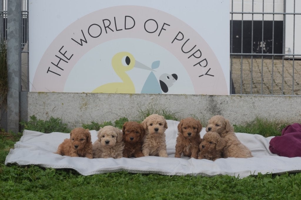 Poedel pups mooie keuze, Dieren en Toebehoren, Poedel, België, 15 weken tot 1 jaar, Meerdere