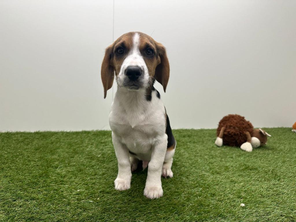 Beagle pups, Dieren en Toebehoren, Parvo, België, Beagle, 8 tot 15 weken