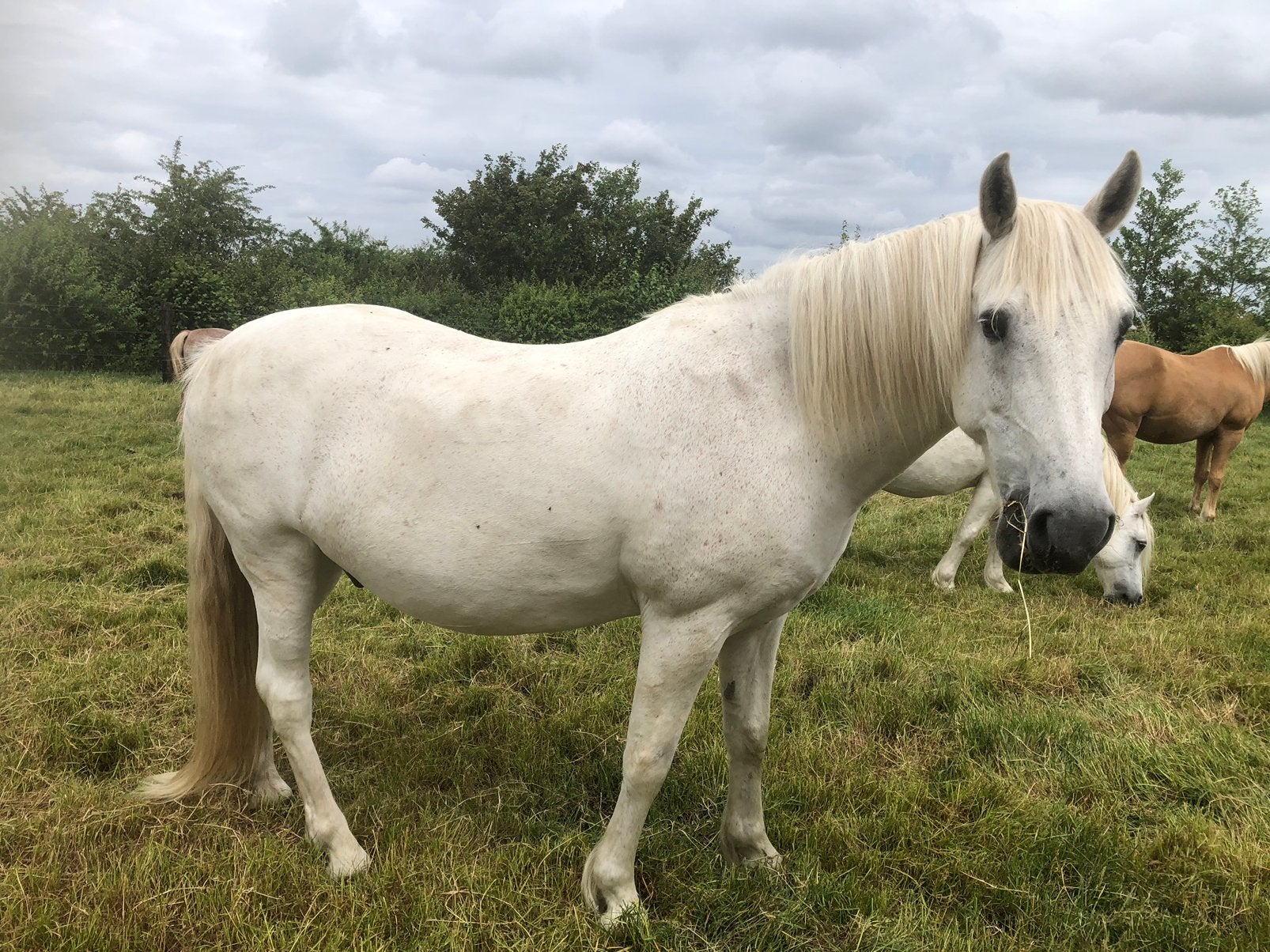 Leuke 18-jarige D-pony, Dieren en Toebehoren, Met stamboom, B, Ruin, 11 jaar of ouder
