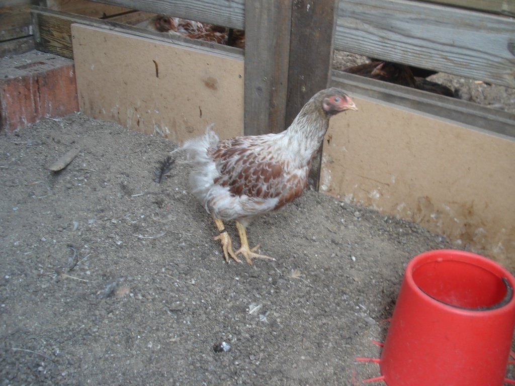 wyandotte hen (geelwit - gezoomd), Animaux & Accessoires, Femelle, Poule ou poulet