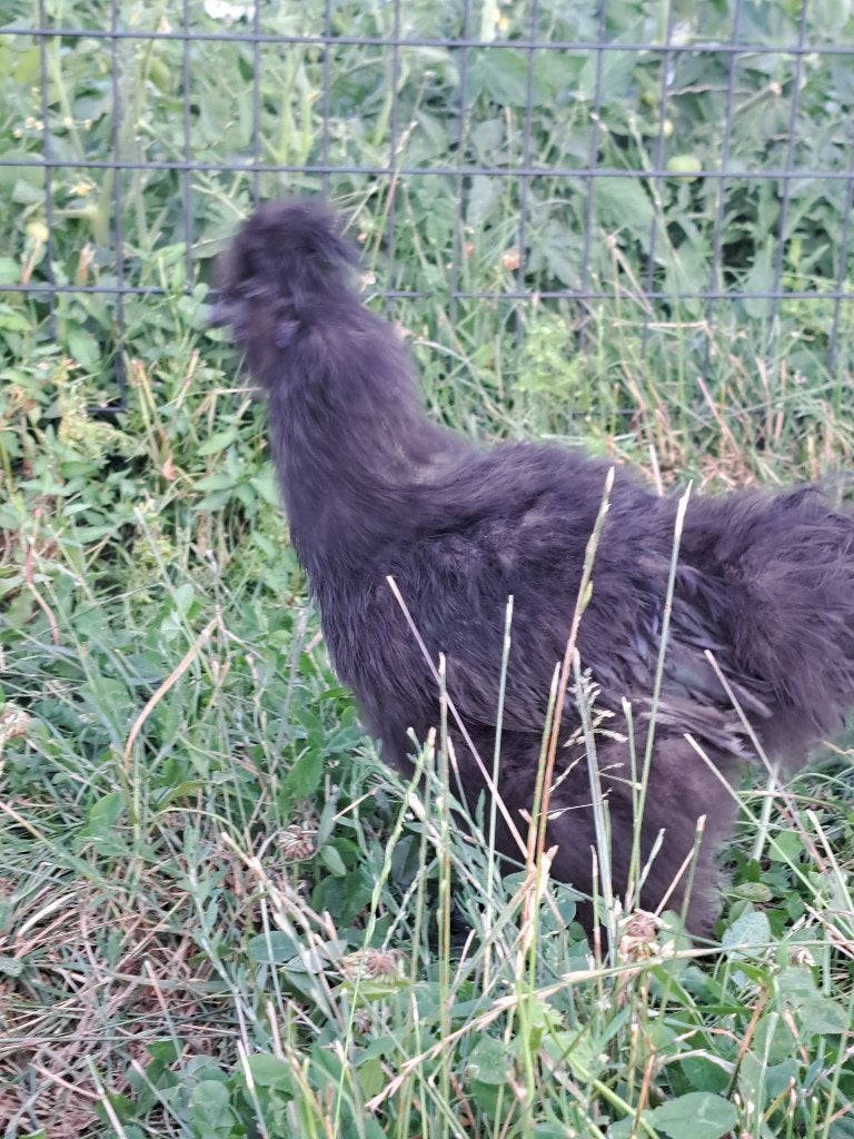 Haan. Zwarte zijdehoender, Dieren en Toebehoren, Pluimvee, Mannelijk, Kip