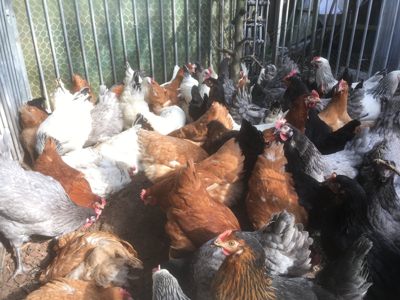 Poules pondeuses de 6 couleurs différentes, Animaux & Accessoires, Poule ou poulet